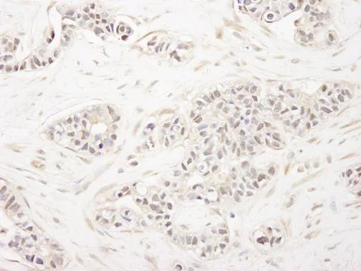 Immunohistochemistry (Formalin/PFA-fixed paraffin-embedded sections) - Anti-FOG1 antibody (AB84876)