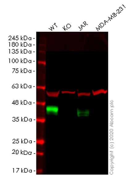 Western blot - Anti-Folate Binding Protein/FBP antibody [EPR20277] (AB221543)