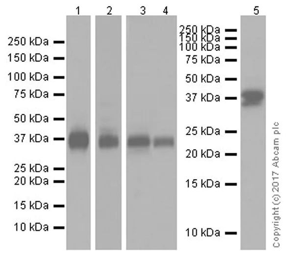 Western blot - Anti-Folate Binding Protein/FBP antibody [EPR20277] (AB221543)