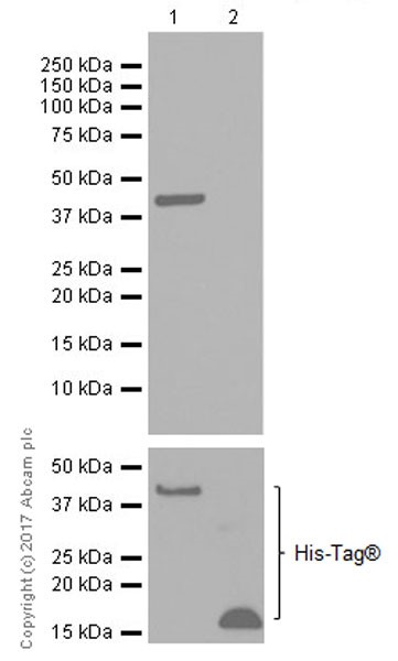 Western blot - Anti-Folate Binding Protein/FBP antibody [EPR20277] (AB221543), expandable thumbnail