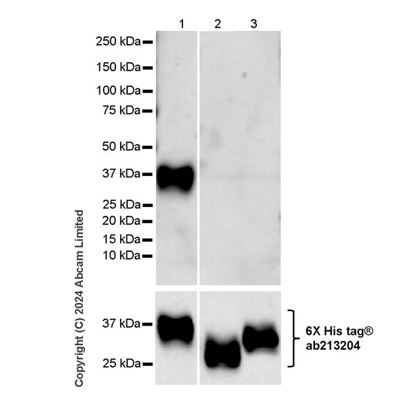 Western blot - Anti-Folate Binding Protein/FBP antibody [RM1246] (ab322459), expandable thumbnail