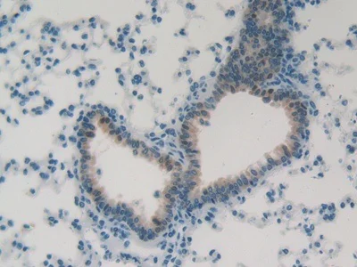 Immunohistochemistry (Formalin/PFA-fixed paraffin-embedded sections) - Anti-Folate Receptor 4 antibody (AB233142)