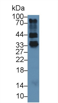Western blot - Anti-Folate Receptor 4 antibody (AB233142), expandable thumbnail