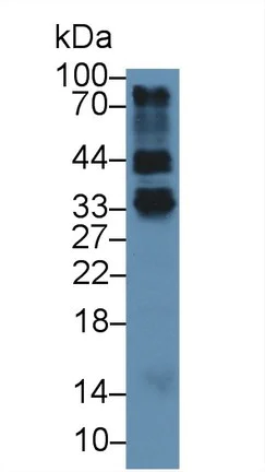 Western blot - Anti-Folate Receptor 4 antibody (AB233142)