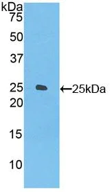 Western blot - Anti-Folate Receptor 4 antibody (AB233142)