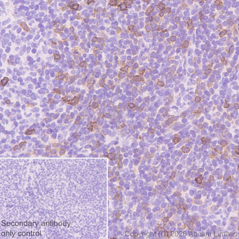 Immunohistochemistry (Formalin/PFA-fixed paraffin-embedded sections) - Anti-Folate Receptor 4 antibody [EPR30390-515] - BSA and Azide free (AB327712)