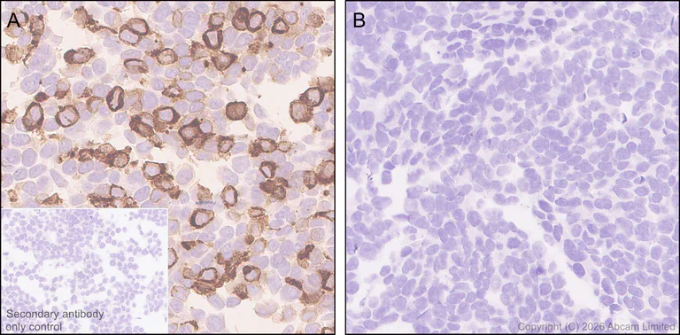 Immunohistochemistry (Formalin/PFA-fixed paraffin-embedded sections) - Anti-Folate Receptor 4 antibody [EPR30390-515] - BSA and Azide free (AB327712)