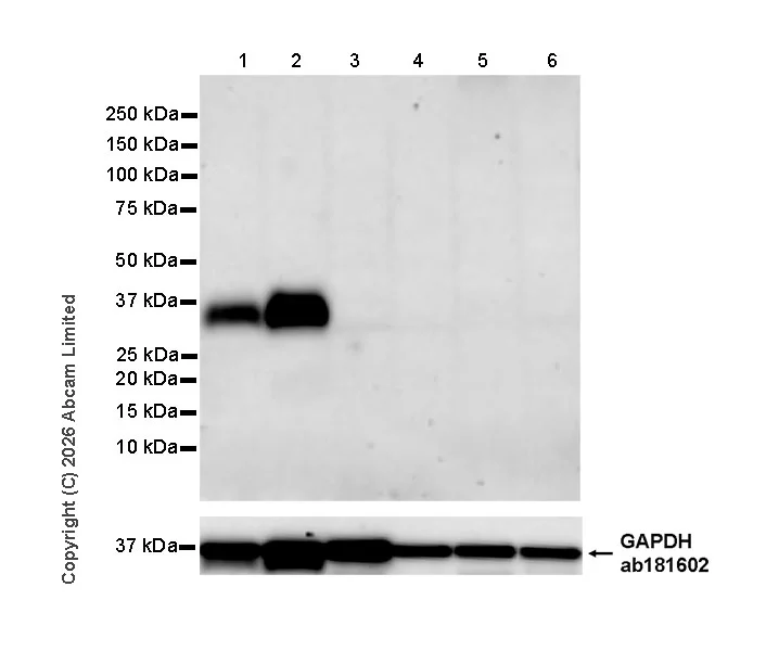 Western blot - Anti-Folate Receptor 4 antibody [EPR30390-515] - BSA and Azide free (AB327712)