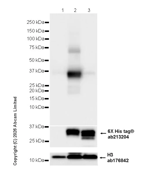 Western blot - Anti-Folate Receptor 4 antibody [EPR30390-515] - BSA and Azide free (AB327712)
