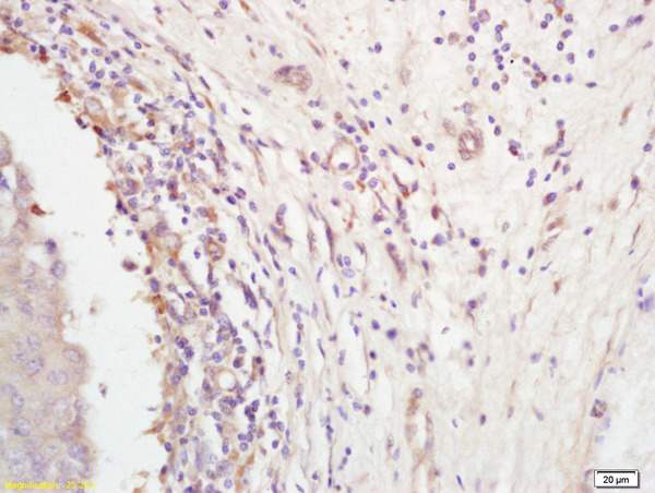 Immunohistochemistry (Formalin/PFA-fixed paraffin-embedded sections) - Anti-Follistatin antibody (AB203131)