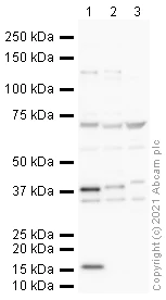Western blot - Anti-Follistatin antibody (AB64490)