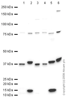 Western blot - Anti-Follistatin antibody (AB64490)