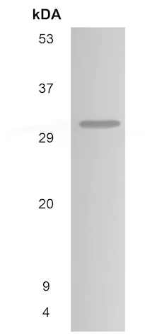 Western blot - Anti-Follistatin antibody [MM0296-9D28] (AB89556)