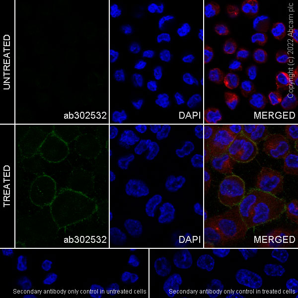 Immunocytochemistry/ Immunofluorescence - Anti-FOLR2 antibody [EPR25731-70] (AB302532), expandable thumbnail