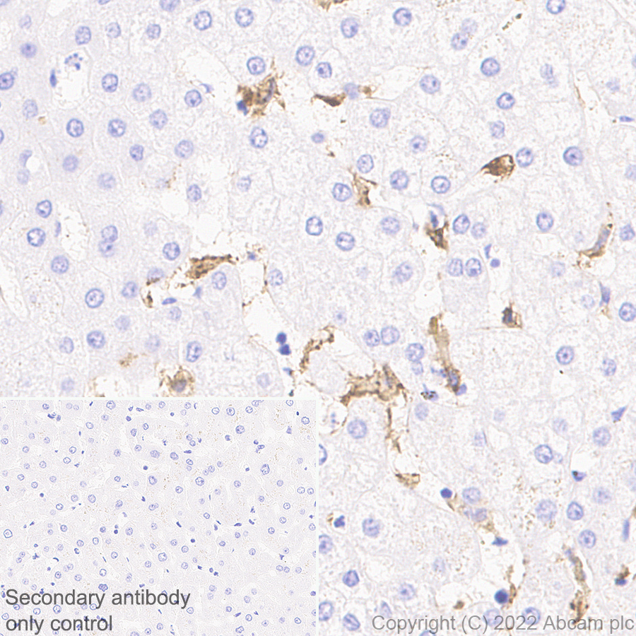 Immunohistochemistry (Formalin/PFA-fixed paraffin-embedded sections) - Anti-FOLR2 antibody [EPR25731-70] (AB302532), expandable thumbnail