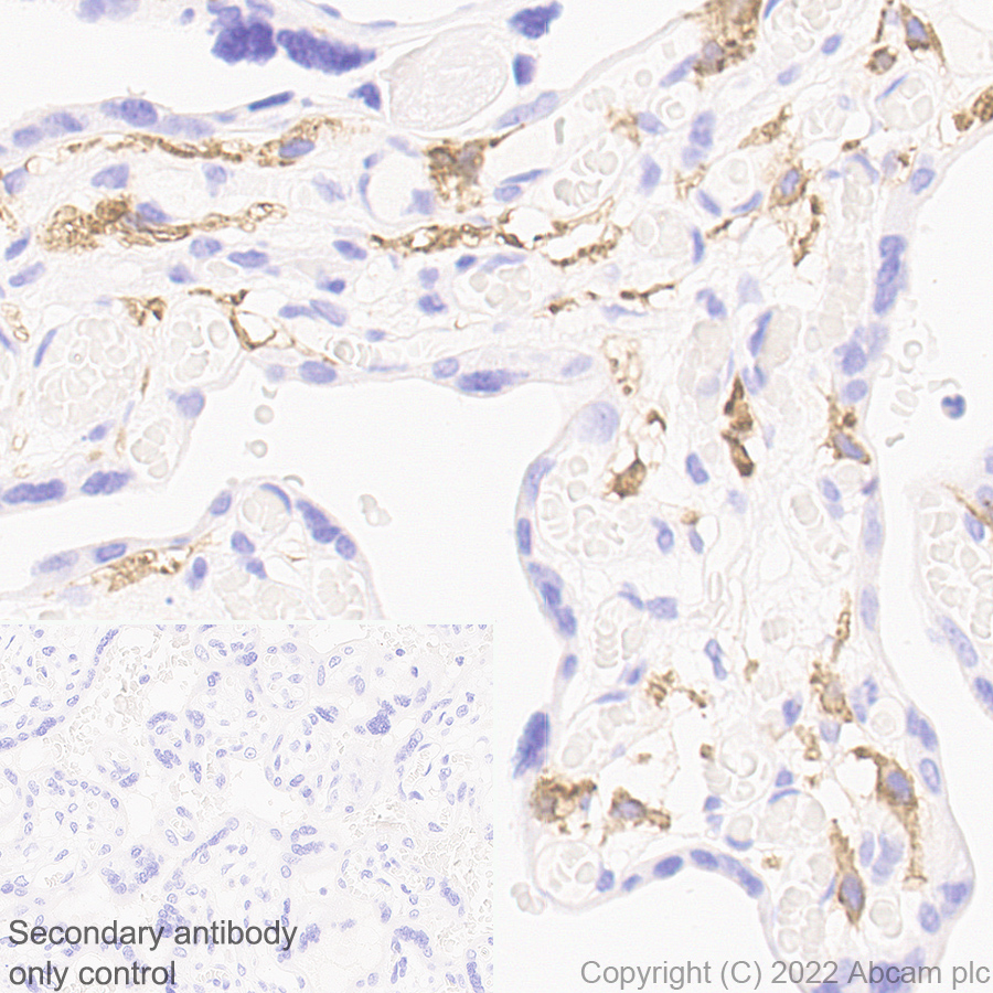 Immunohistochemistry (Formalin/PFA-fixed paraffin-embedded sections) - Anti-FOLR2 antibody [EPR25731-70] (AB302532), expandable thumbnail