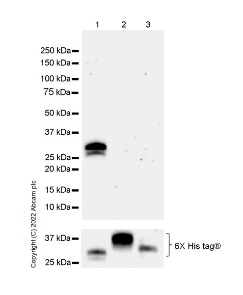 Western blot - Anti-FOLR2 antibody [EPR25731-70] (AB302532), expandable thumbnail