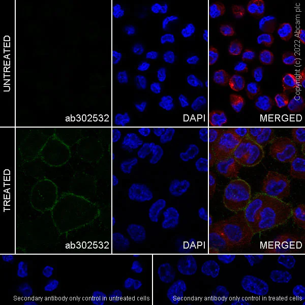 Immunocytochemistry/ Immunofluorescence - Anti-FOLR2 antibody [EPR25731-70] (BSA and Azide free) (AB302533)