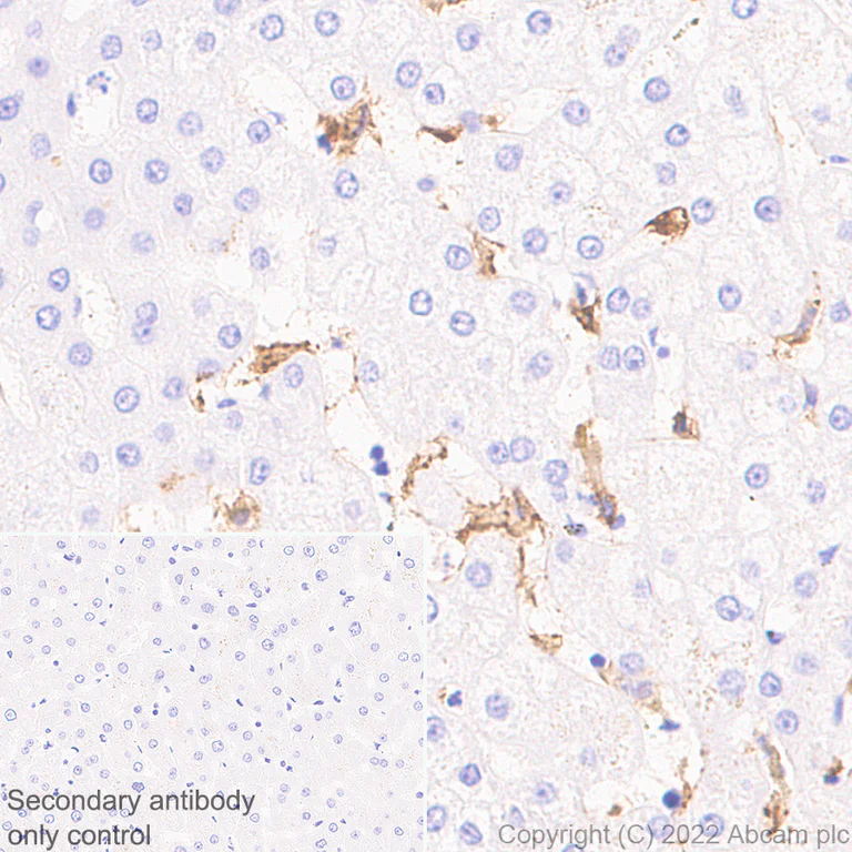 Immunohistochemistry (Formalin/PFA-fixed paraffin-embedded sections) - Anti-FOLR2 antibody [EPR25731-70] (BSA and Azide free) (AB302533)