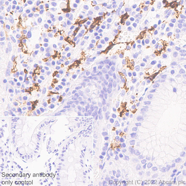 Immunohistochemistry (Formalin/PFA-fixed paraffin-embedded sections) - Anti-FOLR2 antibody [EPR25731-70] (BSA and Azide free) (AB302533)