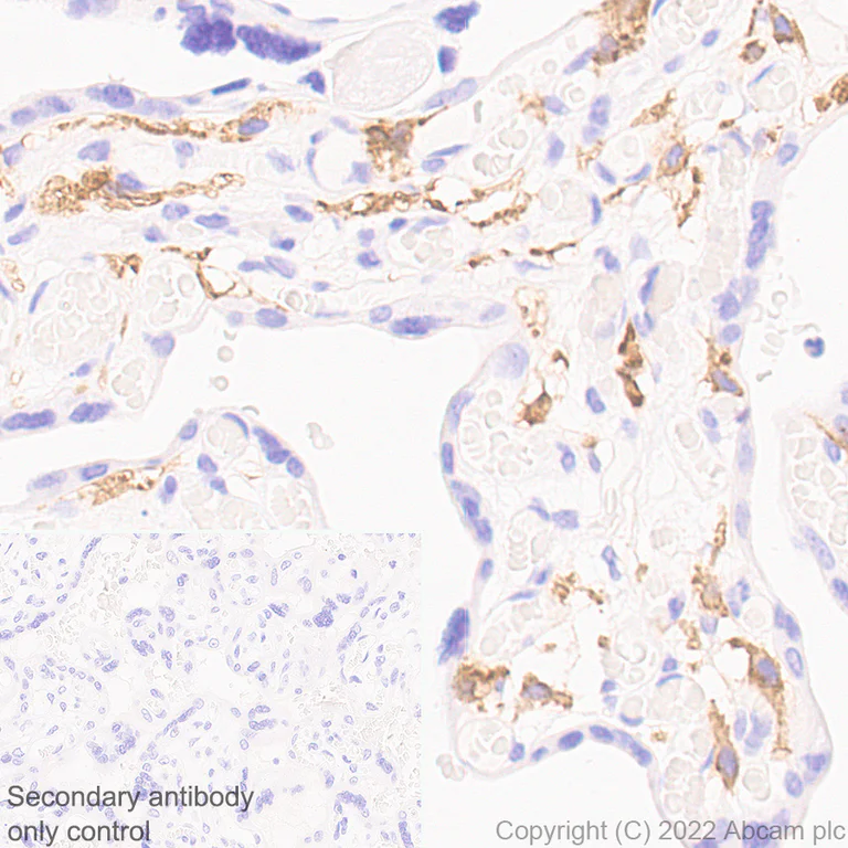 Immunohistochemistry (Formalin/PFA-fixed paraffin-embedded sections) - Anti-FOLR2 antibody [EPR25731-70] (BSA and Azide free) (AB302533)