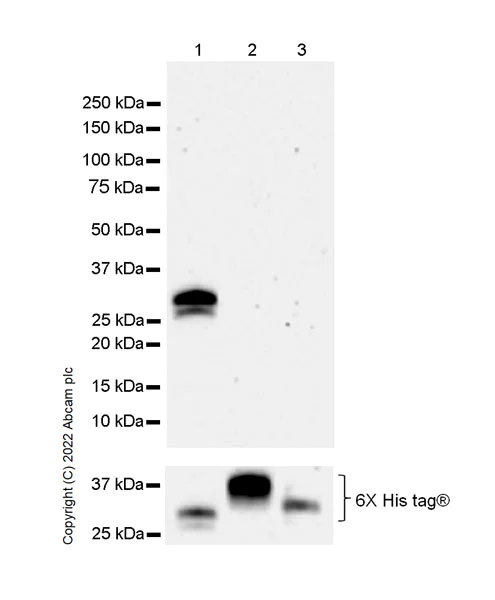 Western blot - Anti-FOLR2 antibody [EPR25731-70] (BSA and Azide free) (AB302533)