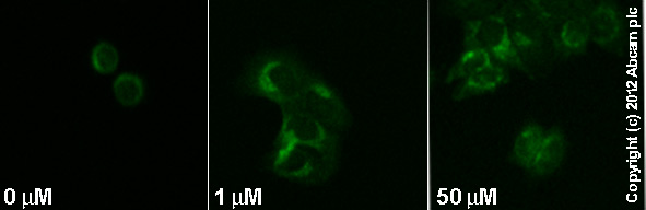Functional Studies - Forskolin, Adenylyl cyclase activator (AB120058), expandable thumbnail