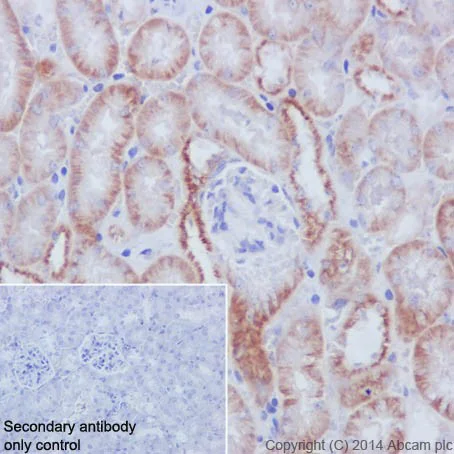Immunohistochemistry (Formalin/PFA-fixed paraffin-embedded sections) - Anti-Fos B antibody [EPR15905] - BSA and Azide free (AB240288)