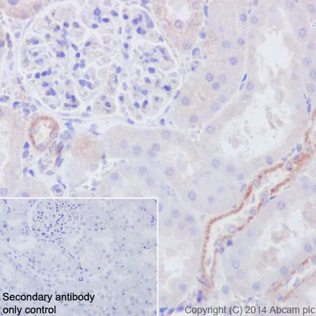 Immunohistochemistry (Formalin/PFA-fixed paraffin-embedded sections) - Anti-Fos B antibody [EPR15905] - BSA and Azide free (AB240288)