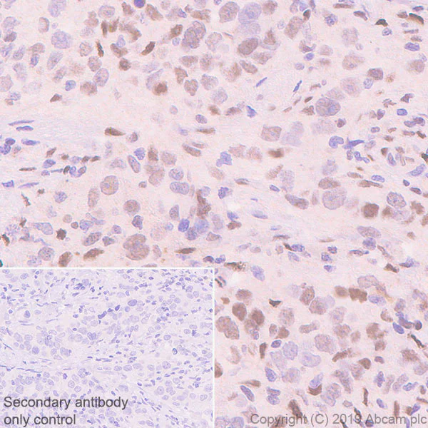 Immunohistochemistry (Formalin/PFA-fixed paraffin-embedded sections) - Anti-Fos B antibody [EPR23489-90] - BSA and Azide free (AB269953)