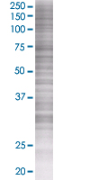 SDS-PAGE - Fos B overexpression 293T lysate (whole cell) (AB94279), expandable thumbnail