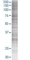SDS-PAGE - Fos B overexpression 293T lysate (whole cell) (AB94279)