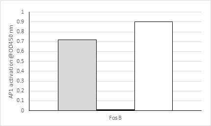 Functional Studies - Fos B Transcription Factor Assay Kit (Colorimetric) (AB207197), expandable thumbnail