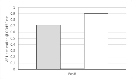 Functional Studies - Fos B Transcription Factor Assay Kit (Colorimetric) (AB207197)