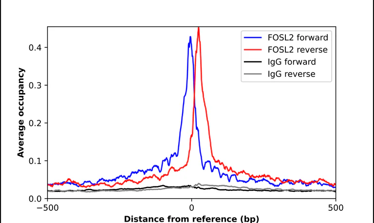 ChIP - Anti-FOSL2 Antibody (AB327251)