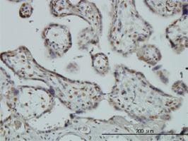 Immunohistochemistry (Formalin/PFA-fixed paraffin-embedded sections) - Anti-Fox2 / RBM9 antibody [4G3] (AB57154)