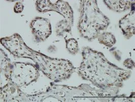 Immunohistochemistry (Formalin/PFA-fixed paraffin-embedded sections) - Anti-Fox2 / RBM9 antibody [4G3] (AB57154)