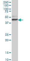 Western blot - Anti-Fox2 / RBM9 antibody [4G3] (AB57154)