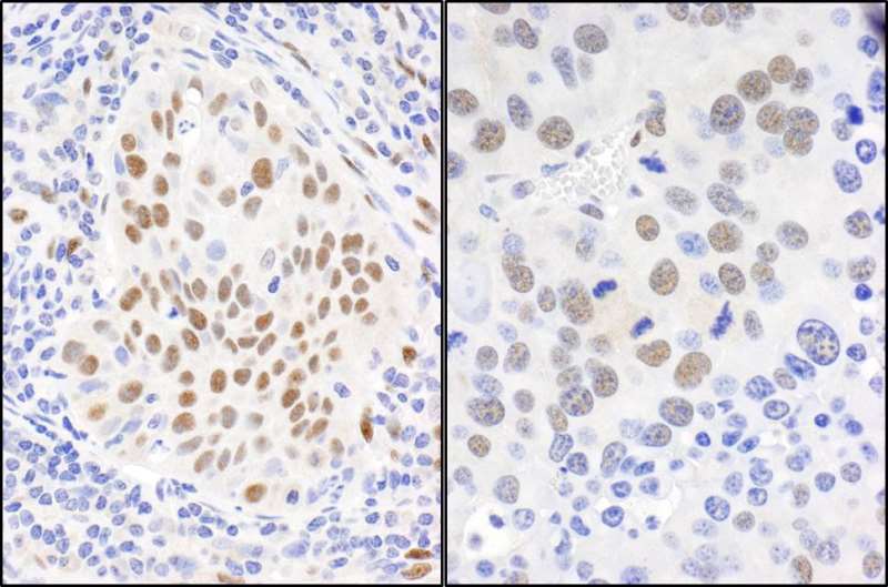 Immunohistochemistry (Formalin/PFA-fixed paraffin-embedded sections) - Anti-Fox2 / RBM9 antibody (AB264154)