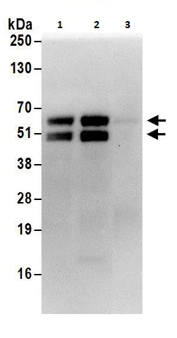 Immunoprecipitation - Anti-Fox2 / RBM9 antibody (AB264154)
