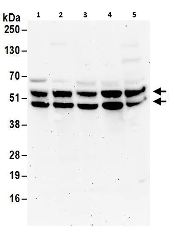 Western blot - Anti-Fox2 / RBM9 antibody (AB264154)