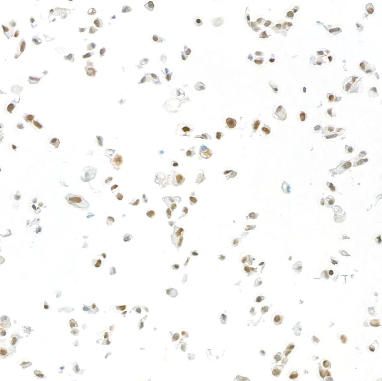 Immunocytochemistry - Anti-FOX2/RBM9 antibody [BLR215K] - BSA free (AB314068)