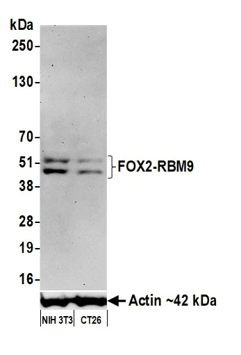 Western blot - Anti-FOX2/RBM9 antibody [BLR215K] - BSA free (AB314068)