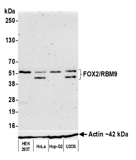 Western blot - Anti-FOX2/RBM9 antibody [BLR215K] - BSA free (AB314068), expandable thumbnail