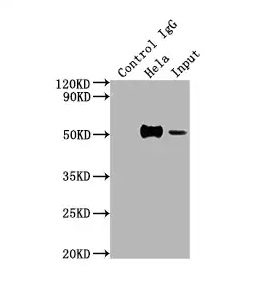 Immunoprecipitation - Anti-FOXA1 antibody [3B2] (AB314012), expandable thumbnail