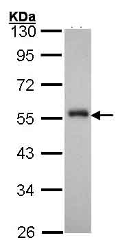 Western blot - Anti-FOXA1 antibody (AB151522), expandable thumbnail
