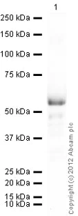 Western blot - Anti-FOXA1 antibody (AB23738)