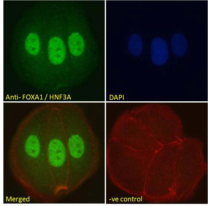 Anti-FOXA1 antibody. Goat polyclonal (ab5089) | Abcam