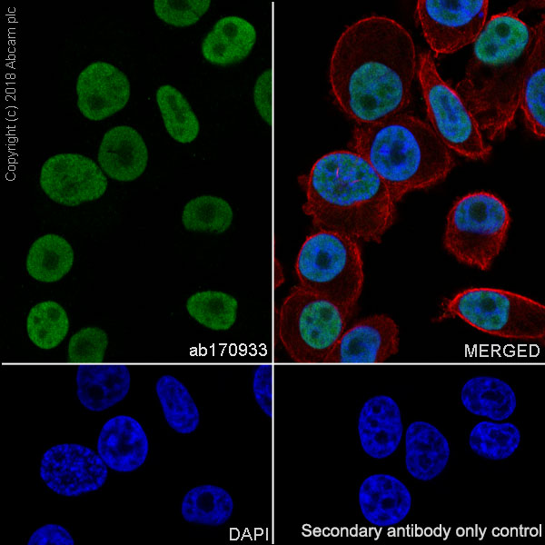 Immunocytochemistry/ Immunofluorescence - Anti-FOXA1 antibody [EPR10881] - BSA and Azide free (AB236011)