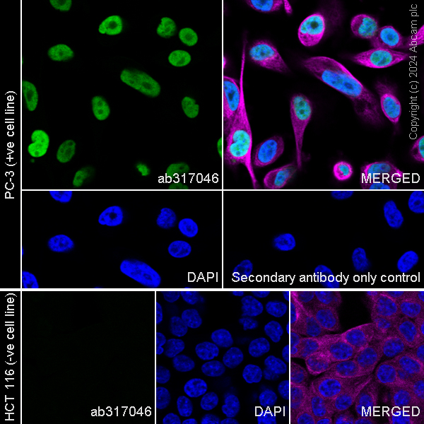 Immunocytochemistry/ Immunofluorescence - Anti-FOXA1 antibody [RM1119] (AB317046), expandable thumbnail